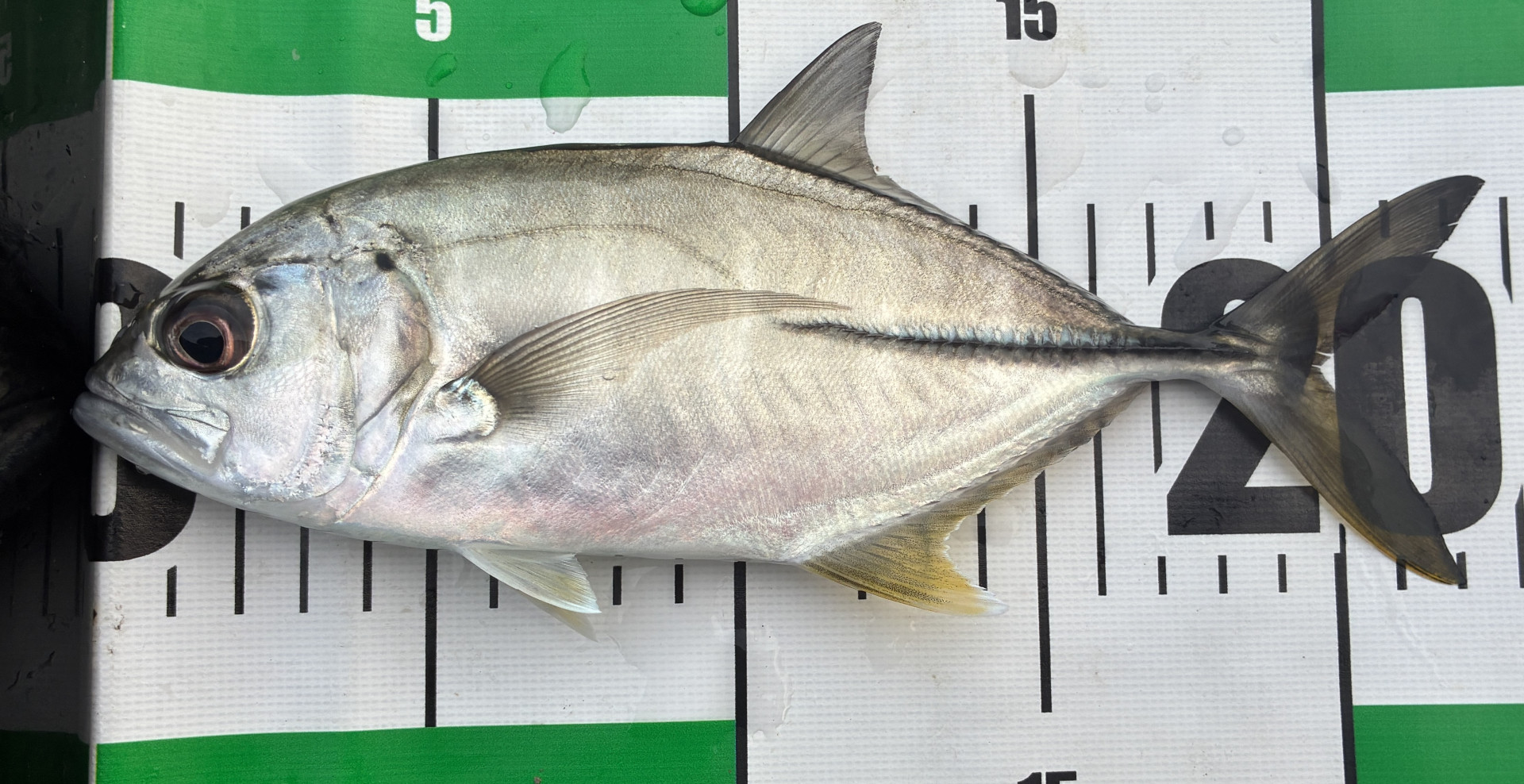 画像 -20251107-071606-9ae07670